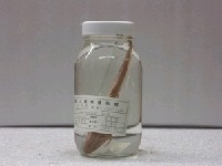 藏品(長身鯊)的圖片